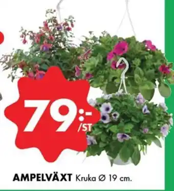 ÖoB AMPELVÄXT Kruka Ø 19 cm. erbjuda