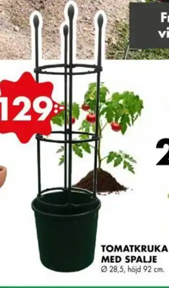 TOMATKRUKA MED SPALJE Ø28,5, höjd 92 cm.