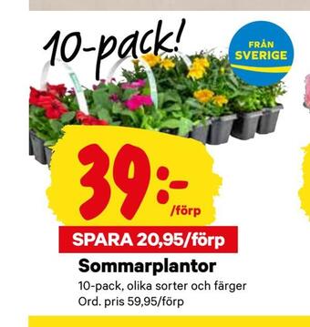 City Gross Sommarplantor erbjuda