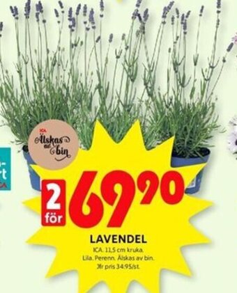 LAVENDEL
