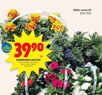 ICA Kvantum SOMMARPLANTOR erbjuda