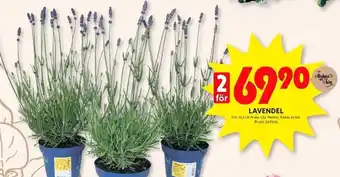 ICA Kvantum LAVENDEL erbjuda