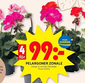 ICA Kvantum PELARGONER ZONALE erbjuda