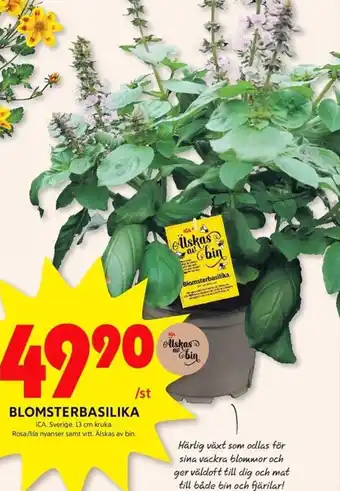 ICA Kvantum BLOMSTERBASILIKA erbjuda