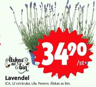 Lavendel