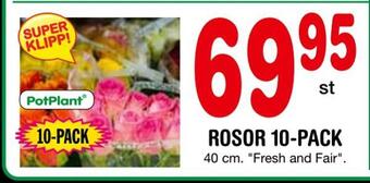 Nya Pulsen Rosor 10-pack erbjuda