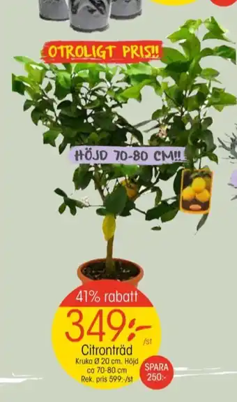 EKO Blomstra fruktträd erbjuda