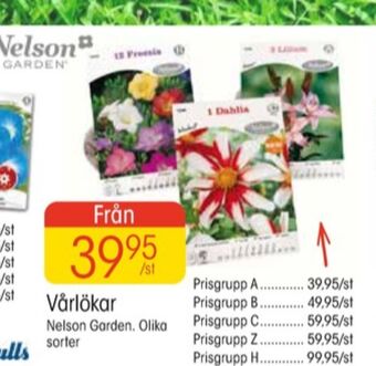 EKO Nelson garden blomsterlökar erbjuda