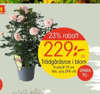 EKO Coca cola zero plantor erbjuda