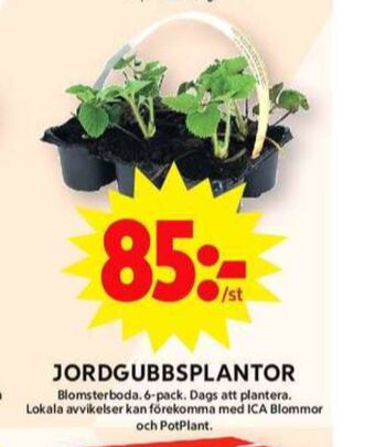 ICA Maxi Blomsterboda plantor erbjuda
