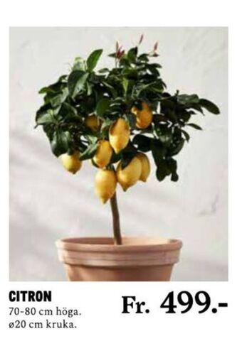 Blomsterlandet Fruktträd erbjuda