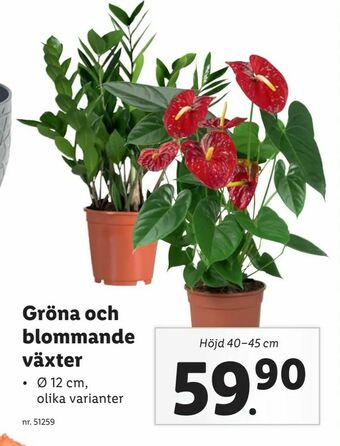Gröna och blommande växter