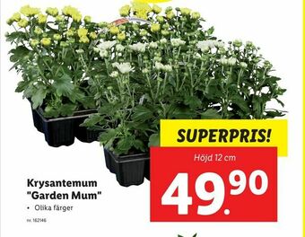 Lidl Krysantemum "Garden Mum" erbjuda