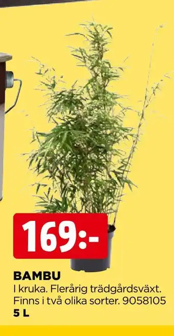 Bambu