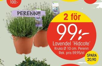 EKO Lavendel 'hidcote' erbjuda