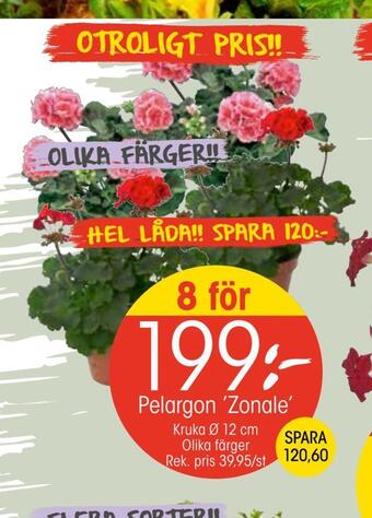 EKO Pelargon 'zonale' erbjuda
