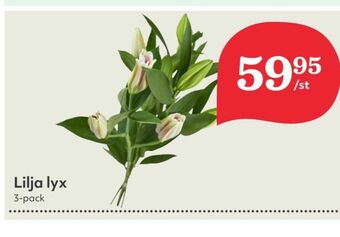 Hemköp Blommor erbjuda