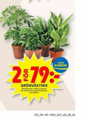 ICA Maxi Blomsterboda Plantor erbjuda