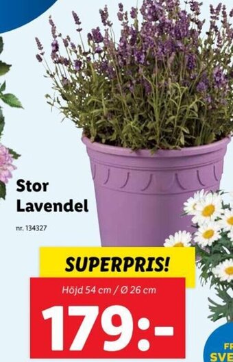 Lidl Stor Lavendel erbjuda