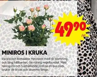MINIROS I KRUKA