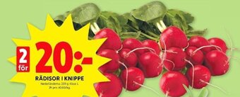 RÄDISOR I KNIPPE