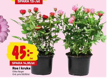 City Gross Ros i kruka erbjuda