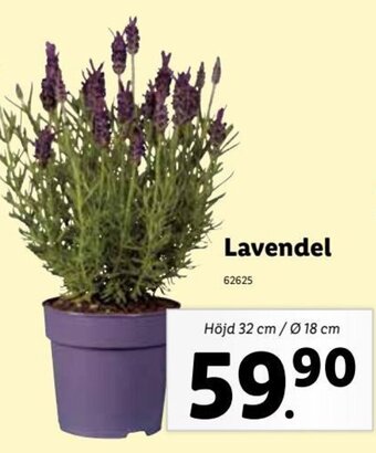 Lidl Lavendel erbjuda