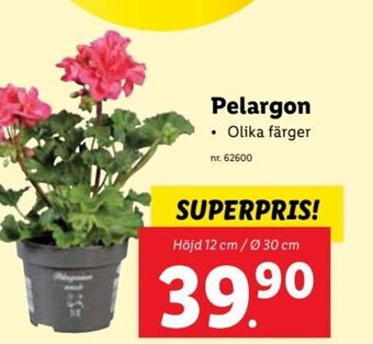 Lidl Pelargon erbjuda