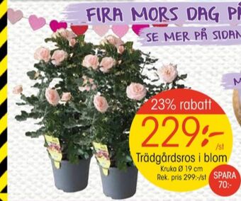 EKO Eko plantor erbjuda