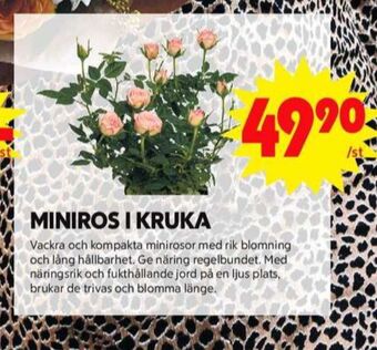 ICA Maxi Blomsterboda plantor erbjuda