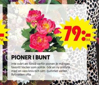 ICA Maxi Blomsterboda plantor erbjuda