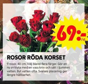 ICA Maxi Blomsterboda blommor erbjuda