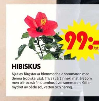 ICA Maxi Blomsterboda plantor erbjuda