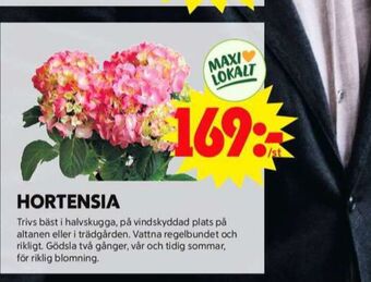 ICA Maxi Blomsterboda plantor erbjuda