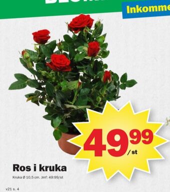 Pekås Coop krukväxt erbjuda