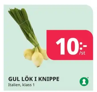 Tempo Driscolls lök erbjuda