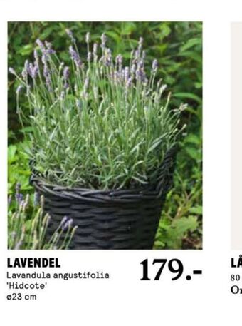 Blomsterlandet Blomsterlandet plantor erbjuda
