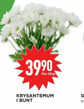 Krysantemum i bunt