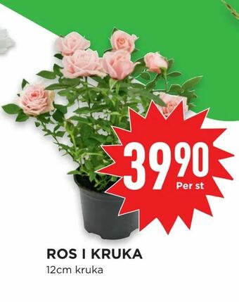 Willys Hemma Ros i kruka erbjuda