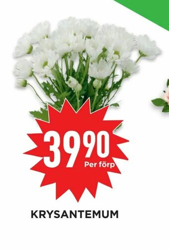 Willys Hemma Krysantemum erbjuda