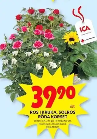 ICA Kvantum ROS I KRUKA, SOLROS RÖDA KORSET erbjuda