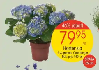 EKO Golden grape blommor erbjuda