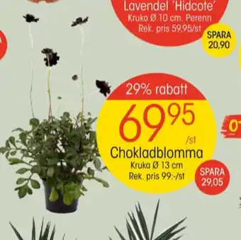 EKO Golden grape plantor erbjuda