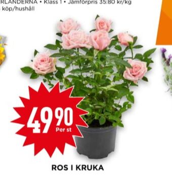 Willys Findus plantor erbjuda