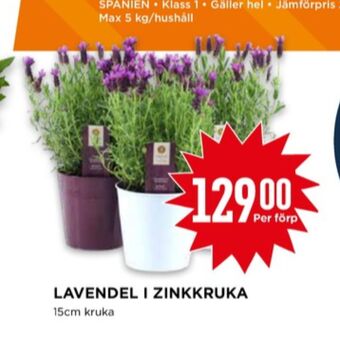 Willys Findus plantor erbjuda