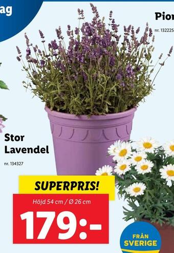 Lidl Stor lavendel erbjuda