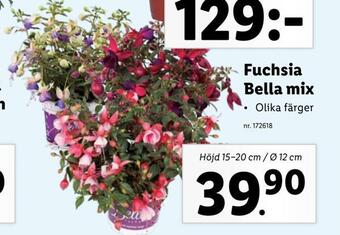 Lidl Fuchsia bella mix erbjuda