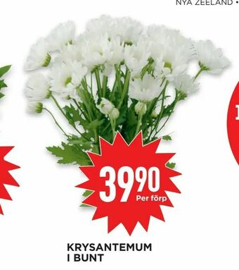 Willys Krysantemum i bunt erbjuda