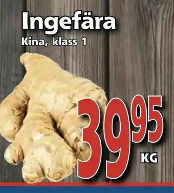 Ingefära