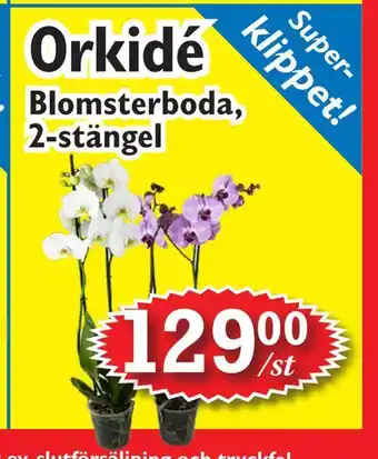 Orkidé